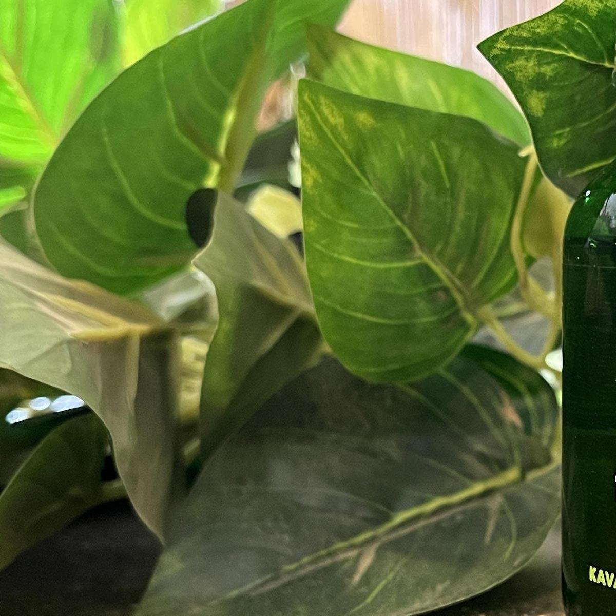 Kratom Point